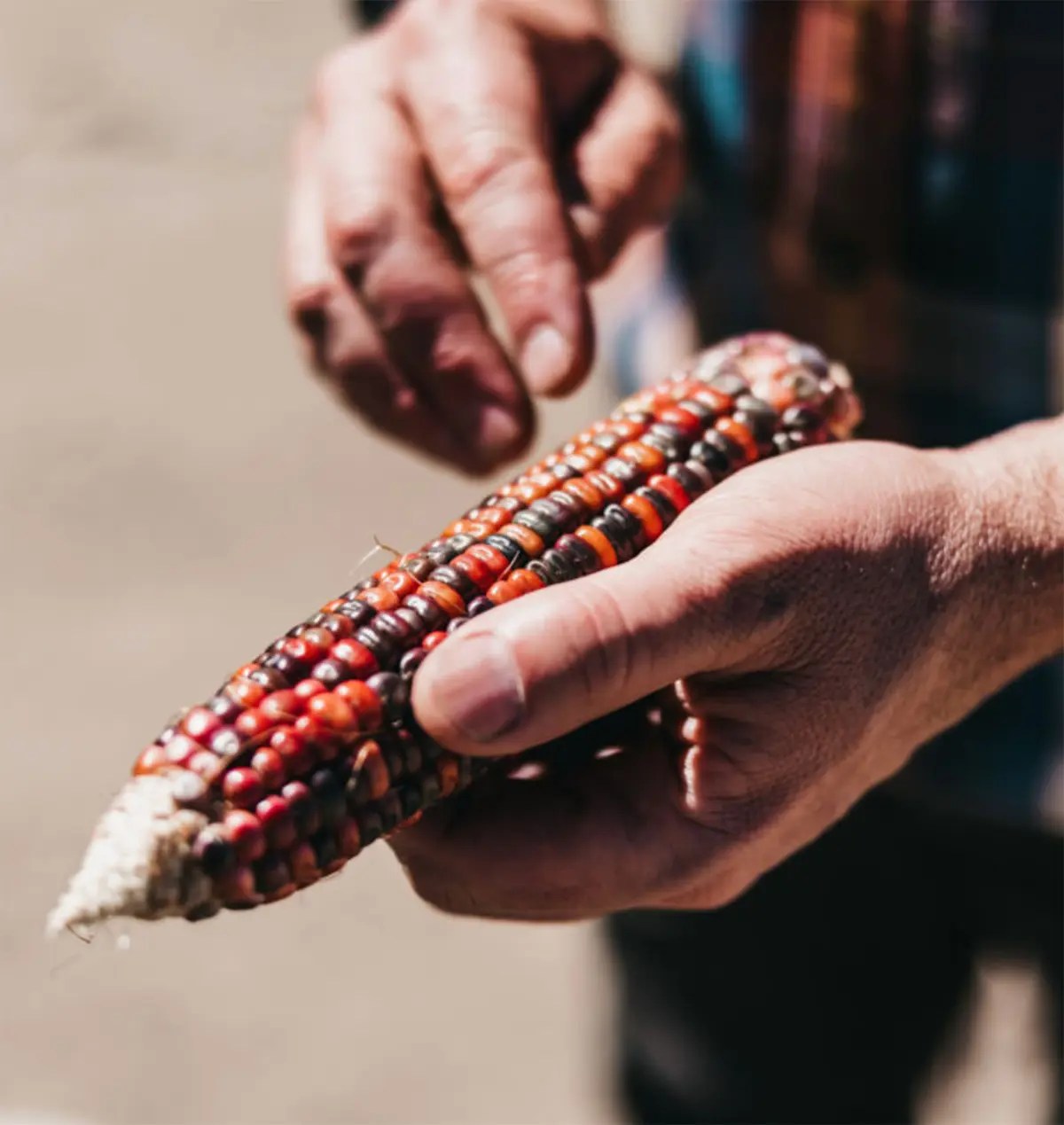bourbon corn